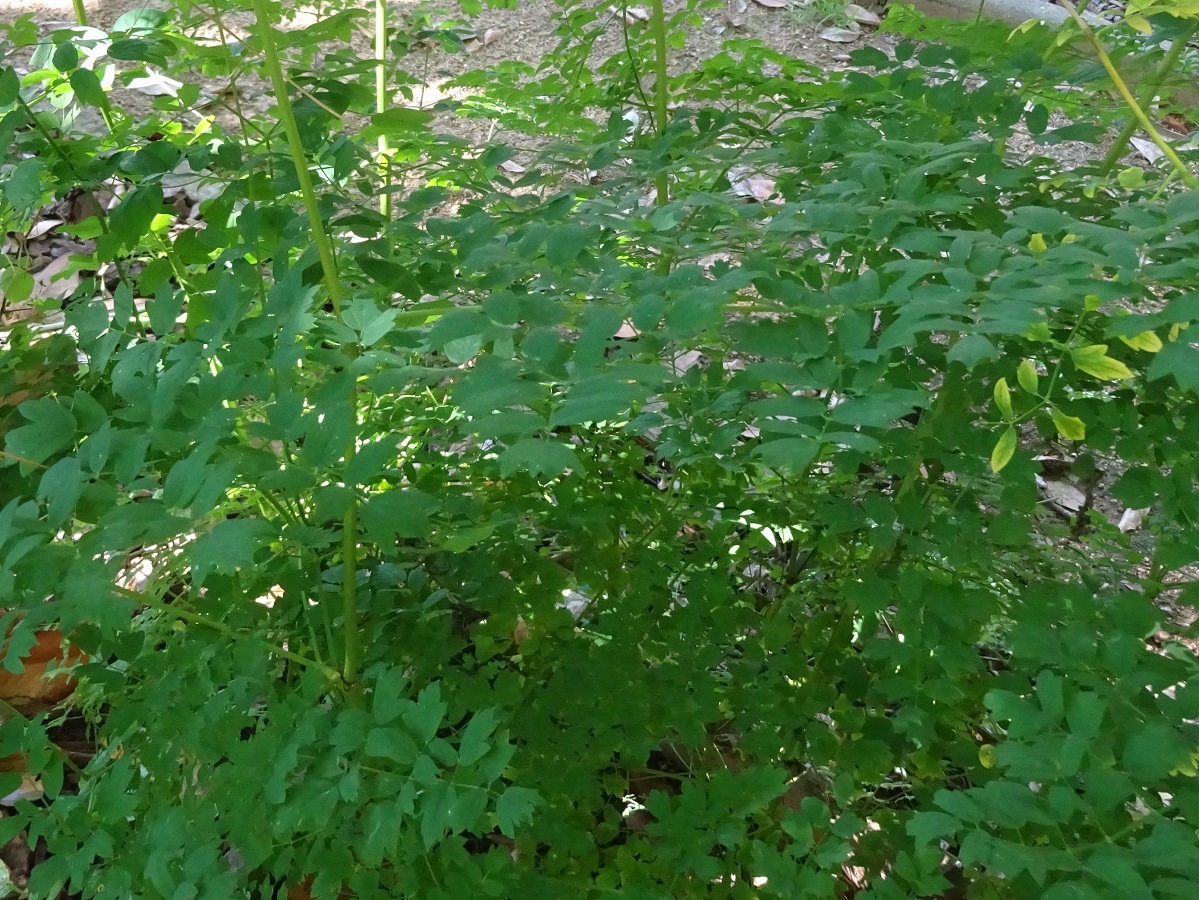 Thalictrum minus subsp. pratense (Ranunculaceae)
